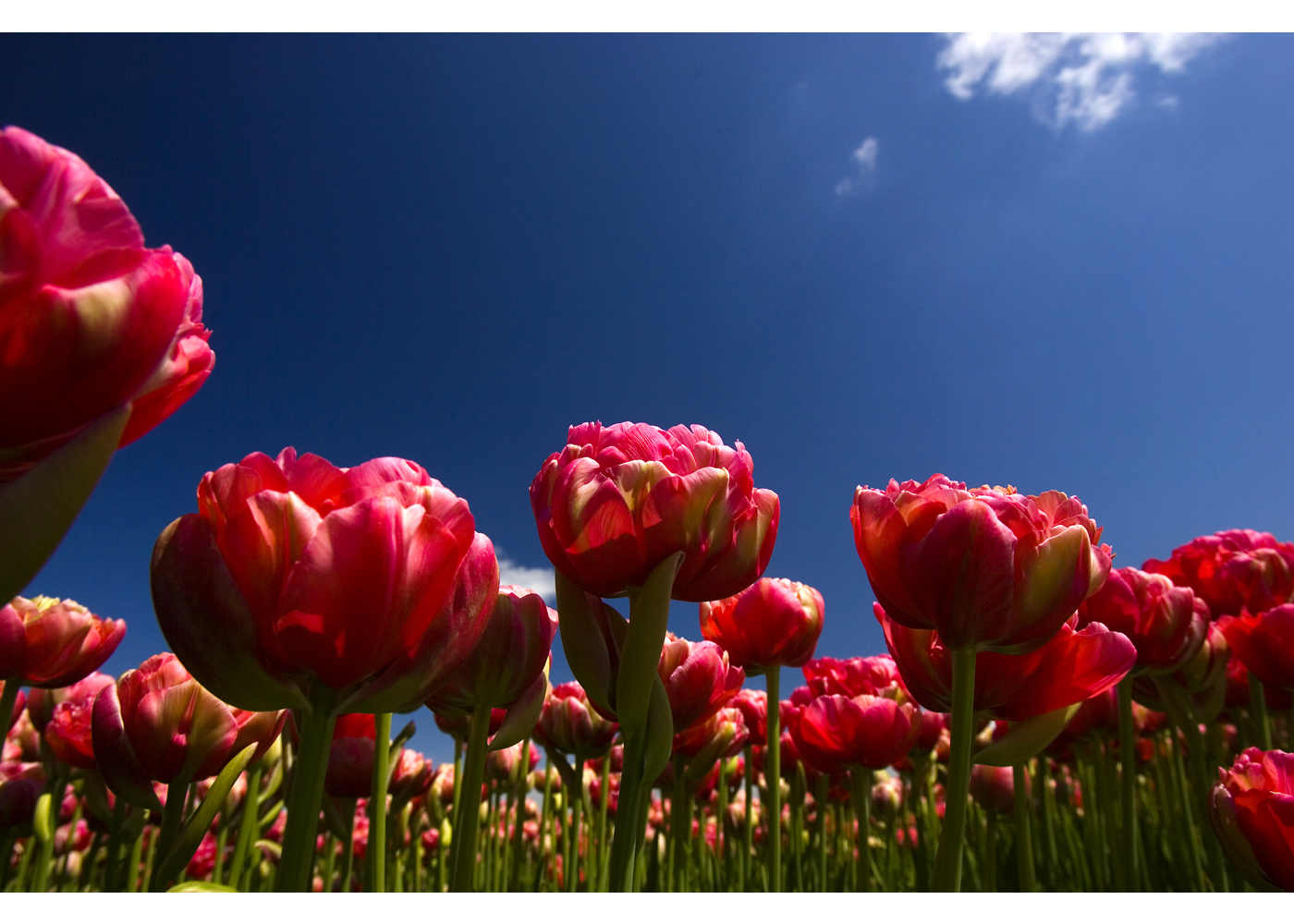 Tulpen 2